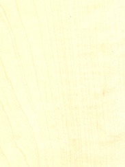 European Maple
